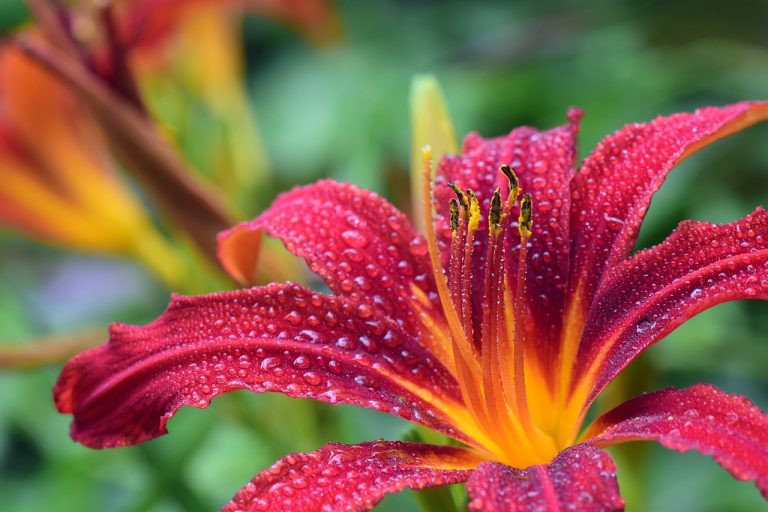 flower, 5 Uplifting Ways Husbands Can Support Through A Health Scare