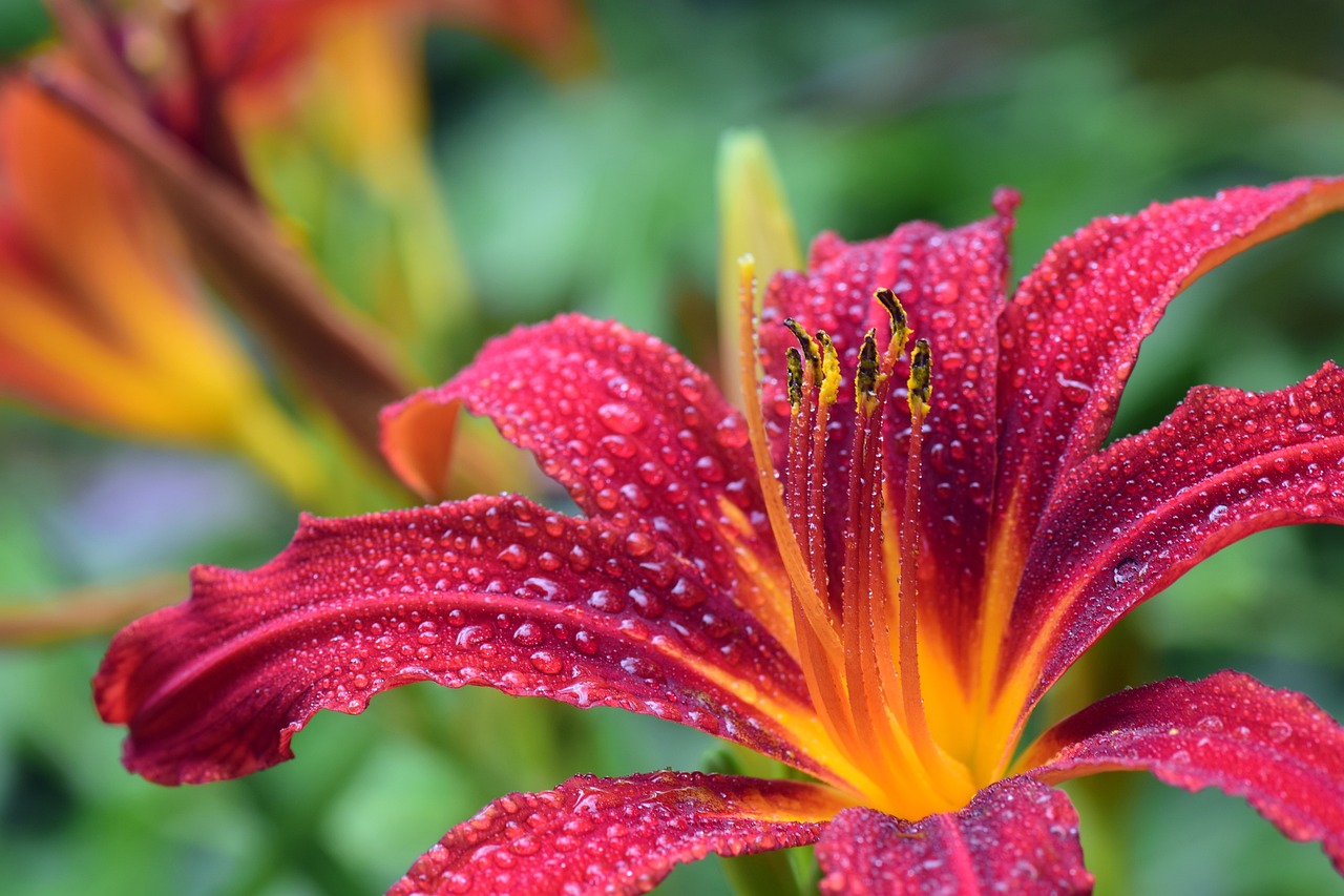 flower, 5 Uplifting Ways Husbands Can Support Through A Health Scare